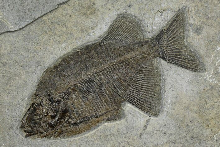 Excellent, Uncommon Fish Fossil (Phareodus) - Wyoming #151606